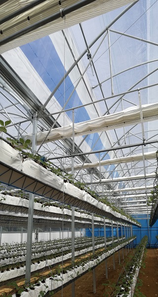 Elevated hydroponic system